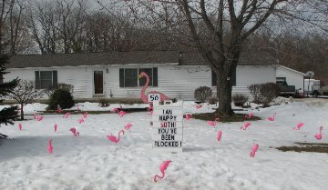3D Flamingo Flocking